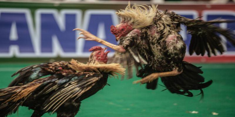 Lợi thế nổi bật từ hình thức săn kê Malaysia hiện đại