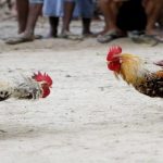 Đá Gà Malaysia – 3 Ưu Điểm Nổi Bật Từ Hình Thức Này
