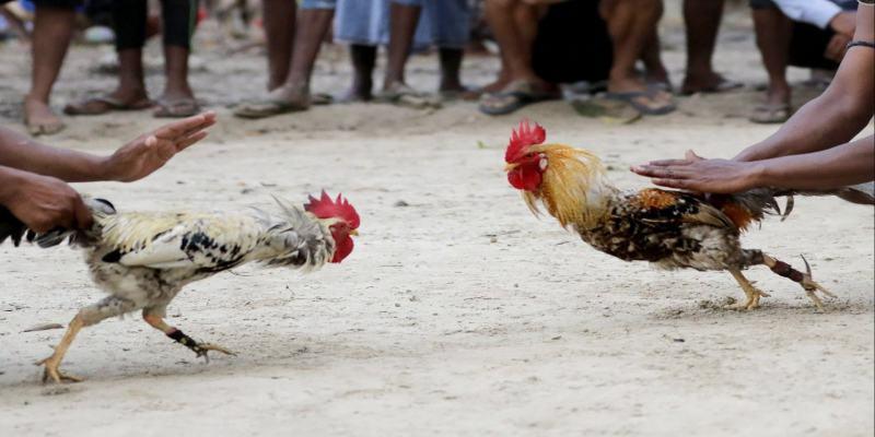 Lợi thế nổi bật từ hình thức săn kê Malaysia hiện đại