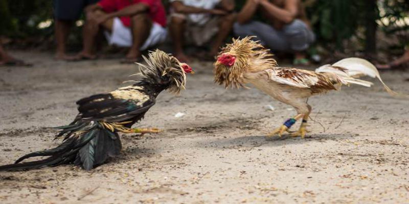 Chú ý để xét thể trạng chiến kê tham gia