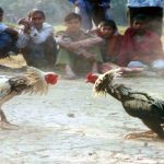 Đá Gà Campuchia – Cách Chơi Dễ Thắng An Toàn Từ Cao Thủ