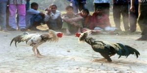 Đá gà Campuchia cách chơi dễ thắng, hướng dẫn chiến thuật quan sát, kinh nghiệm chọn chiến kê và phân tích trận đấu giúp tăng hiệu quả dự đoán chính xác.